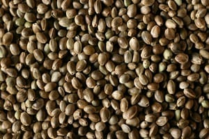 Jacksonville, Florida Bulk Cbd Hemp Seeds 1