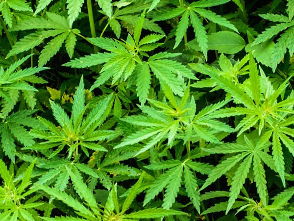 Bulk Cbd Products