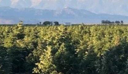 Bulk CBD Distributors in Denver, Colorado