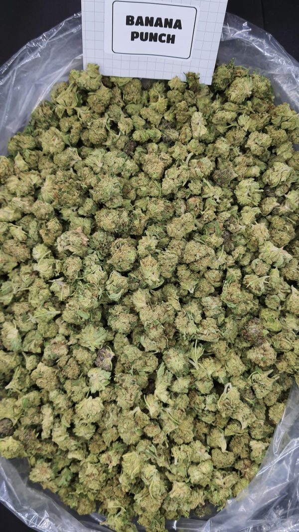 Bulk Banana Punch Thca Flower Smalls On Light Assist