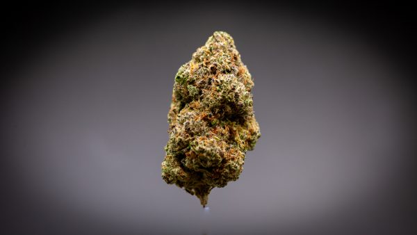Modified Grapes Indoor Thca Flower