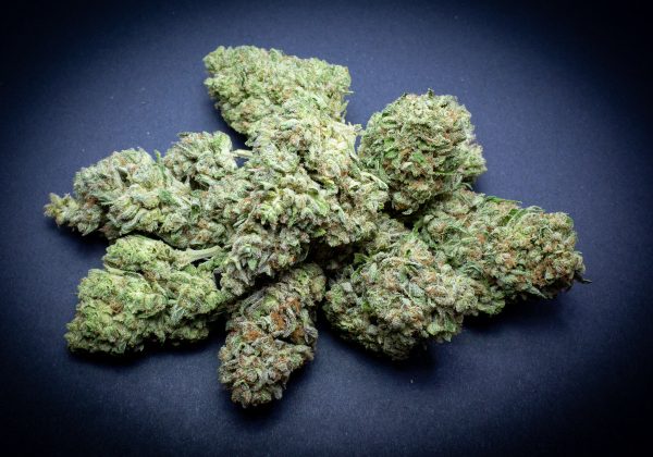 Bulk Jungle Sherb Light Assist THCA Flower