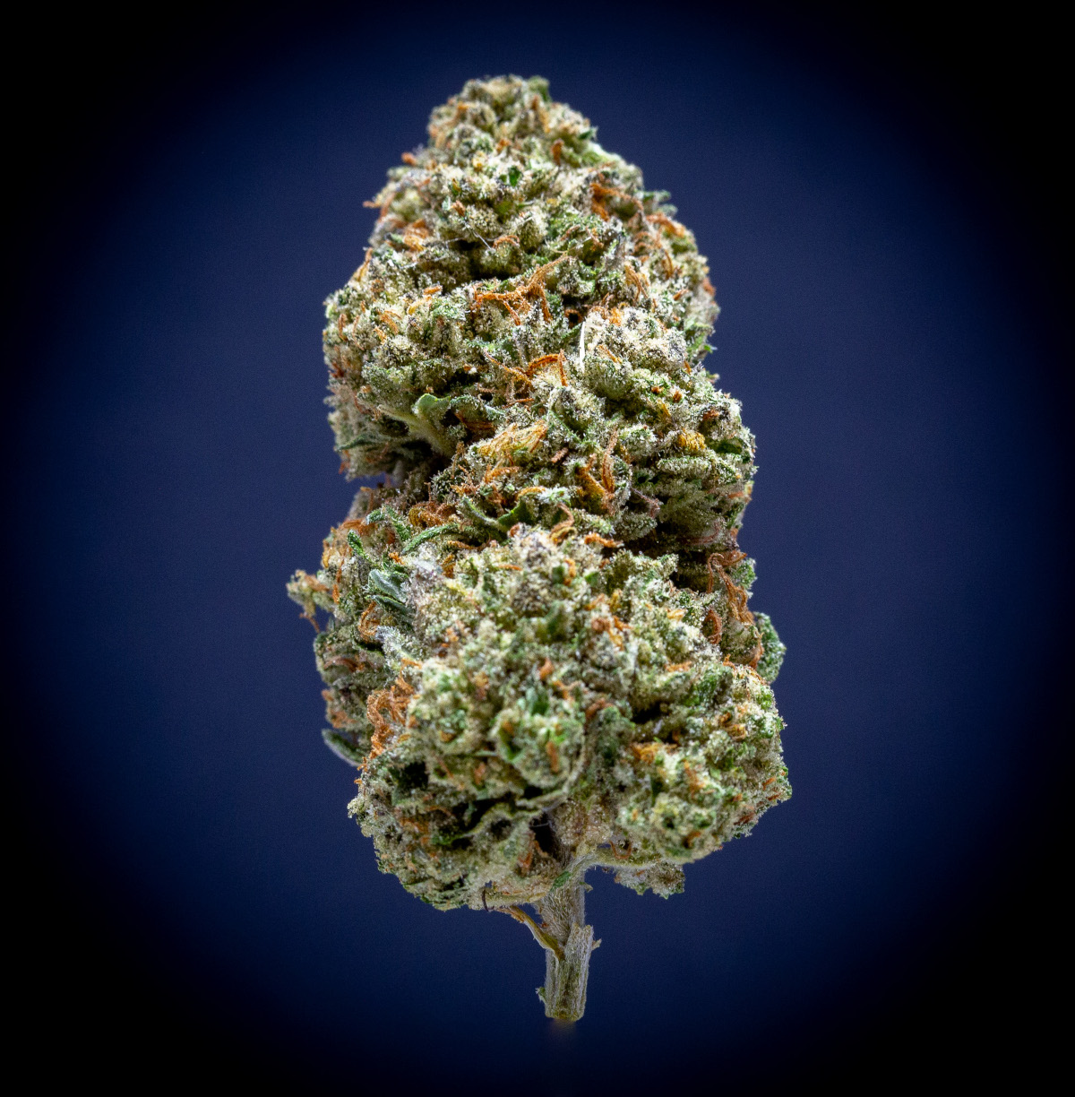 London Pound Cake Light Assist Thca Flower London Pound Cake Light Assist Thca Flower