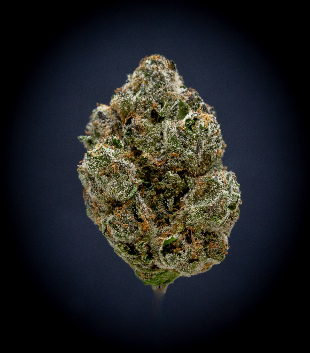 Super Runtz Indoor Thca Flower Super Runtz Indoor Thca Flower