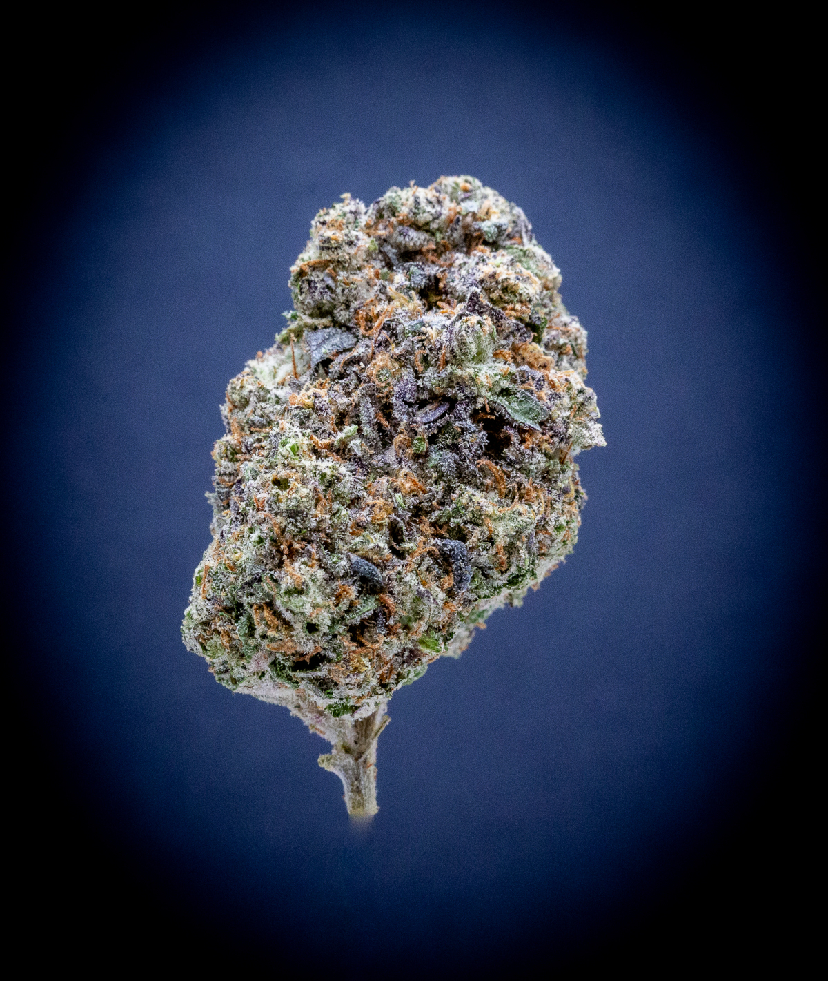 Triple Chocolate Chip Indoor Thca Flower Triple Chocolate Chip Indoor Thca Flower