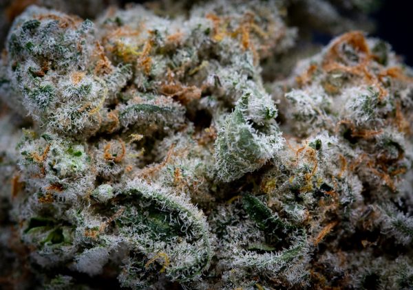 Wholesale Cap Junky Exotic THCA Flower