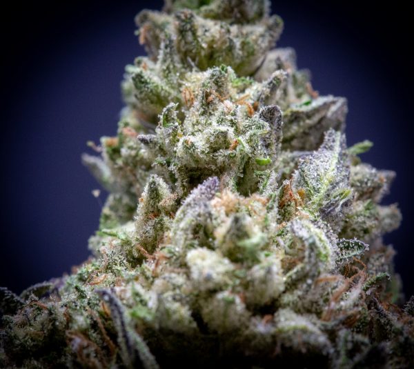 Wholesale Jungle Sherb Light Assist THCA Flower