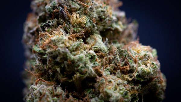 Wholesale Slurty Light Assist Thca Flower