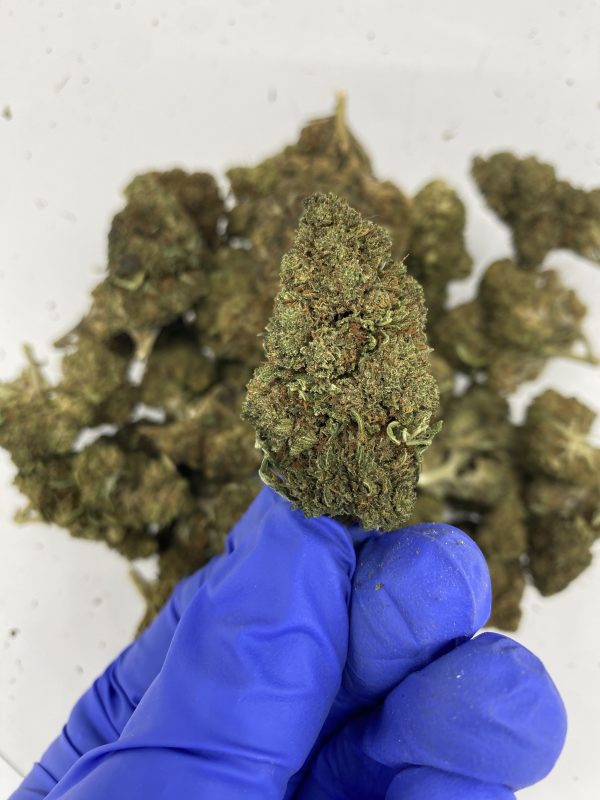 Lemon Octane CBD hemp flower buds for bulk wholesale, close-up