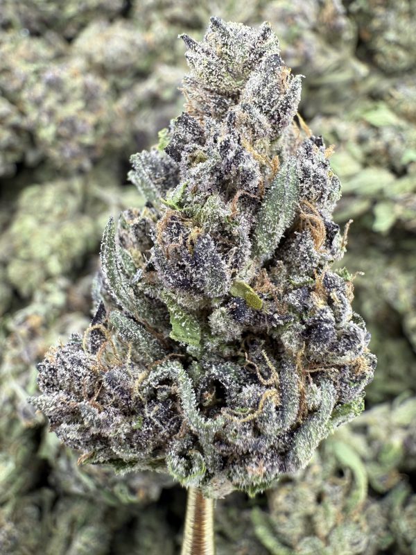 Sundae Driver THCP hemp flower buds for bulk wholesale, close-up