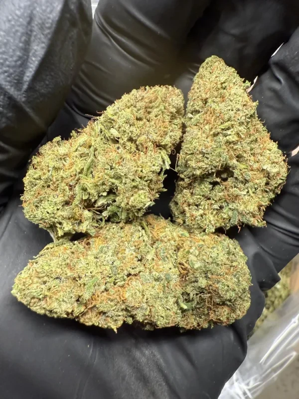 Sour Candy CBD Flower buds held in a gloved hand, close-up